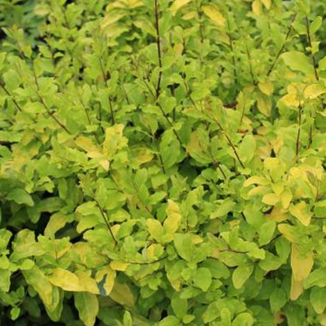 Troène de Californie 'Lemon Lime' 'Lemon And Lime' - 25-30 cm pot