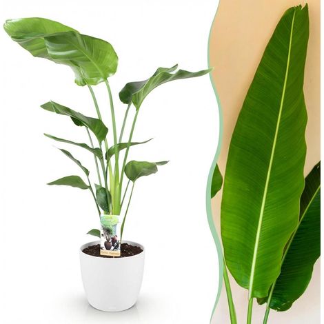 Strelitzia Nicolai Plante d'Intérieur Oiseau de Paradis Blanc avec Pot Blanc 21cm 110-120cm - PANGIVO (1/5)
