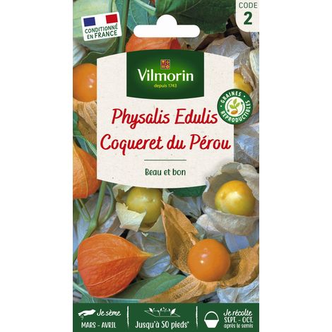 Physalis Edulis Coqueret du Pérou Vilmorin