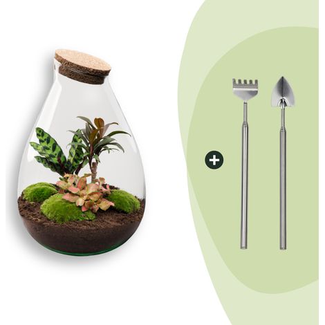 Kit Terrarium Plante DIY Écosystème Autonome avec 3 Plantes et Outils Ø 29 x 37 cm - PANGIVO (1/3)