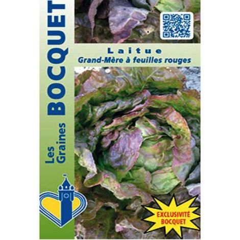 Laitue d'hiver 'Grand-mère à feuilles rouges' le sachet de 1600 graines (2g) (1/2)