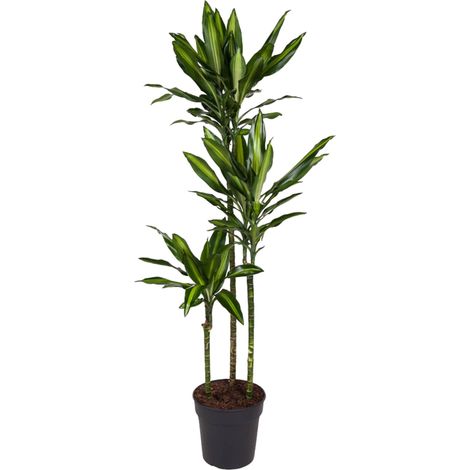 Dracaena Cintho - Plante d'Intérieur Décorative - Feuilles Vertes - Hauteur 160 cm - ø 24 cm - PANGIVO (1/4)