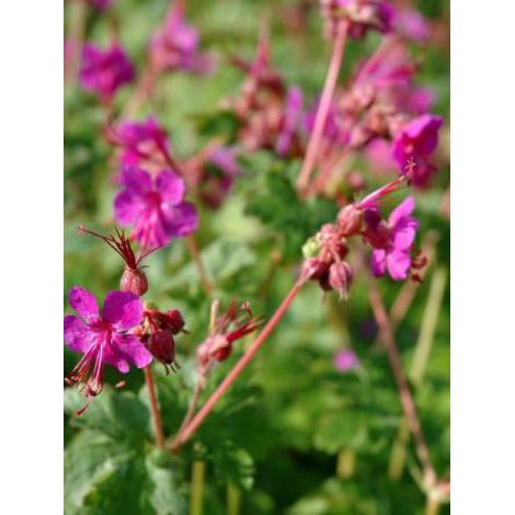 Géranium vivace rhizomateux 'Czakor' Godet de 8/9 cm (1/2)