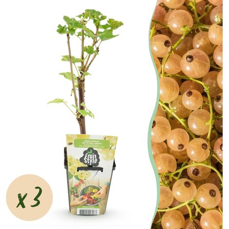 Lot de 3 Groseilliers à Grappes Blanches Ribes rubrum Witte Hollander Rustique en Pot de 9 cm - PANGIVO (1/5)