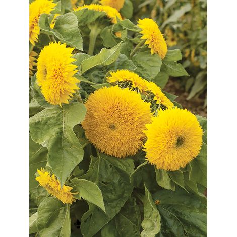Soleil, Tournesol 'Teddy Bear' le sachet de 80 graines (2g)
