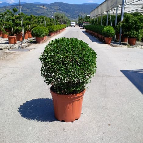 Gardenaria Phyllirea angustifolia - Arbusto ornamentale da giardino - Altezza: 30/40 cm (vaso19) (1/3)