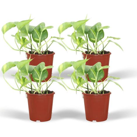 Epipremnum Aureum – Plante d’intérieur facile d’entretien, feuillage panaché, Lot de 4, Pot 12 cm, Hauteur env. 20 cm - PANGIVO (1/5)