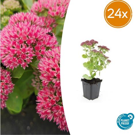 Lot de 24 Sedum 'Herbstfreude' Plante Vivace Succulente Fleurs Roses 10-25 cm Pot Ø 9 cm - PANGIVO (1/5)