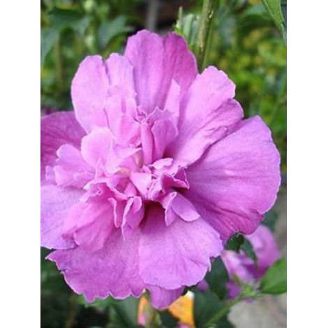 Mauve en arbre 'Purple Ruffles'® Pot de 3L/4L