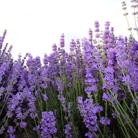Graines de Lavande 2500 – Semences Aromatiques Non-OGM pour Jardin et Balcon, Floraison Violet Parfumée