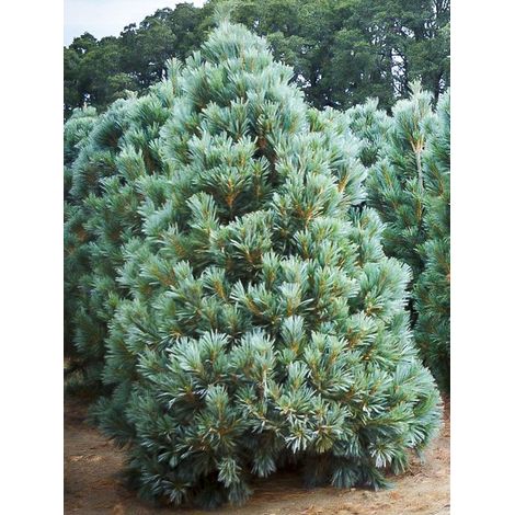 Pin blanc de l'ouest 'Vanderwolf's Pyramid' Pot de 2L/3L (1/3)