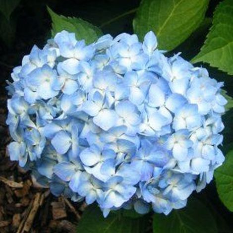 Hortensia 'Gertrude Glahn' 'Gertrud Glahn' - 25-30 cm pot
