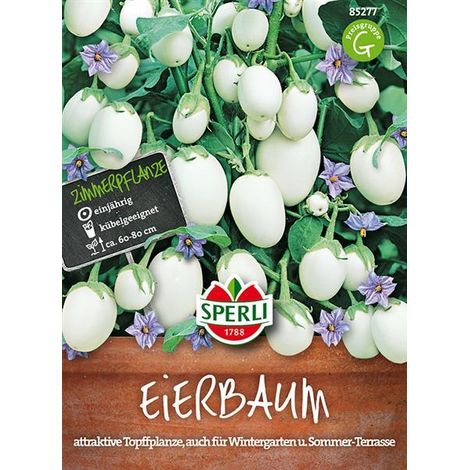 Sperli Eierbaum - Blumensamen (1/4)