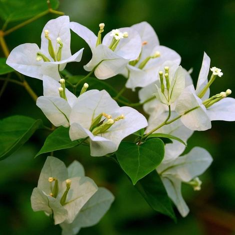 Bougainvillea 3 cuttings white