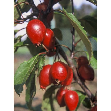 Pommier d'ornement 'Red Obelisk' Pot de 12L/15L (1/2)