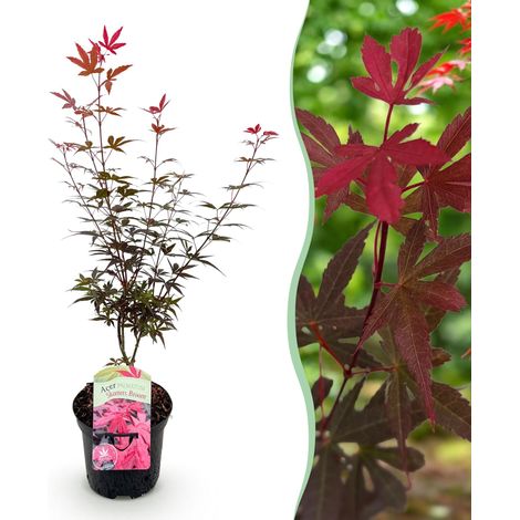 Érable du Japon Acer palmatum Skeeters Broom Plante de Terrasse Violet Pot 19 cm 70 cm - PANGIVO (1/5)
