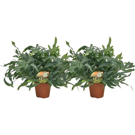 Phlebodium Blue Star - Plante d'intérieur Décorative Fougère Tropicale Bleue Lot de 2 17 cm 60 cm - PANGIVO
