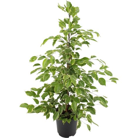 Ficus benjamina Golden King Plante Verte d'Intérieur Feuillage Brillant Pot Ø21 cm Hauteur 95 cm - PANGIVO (1/4)