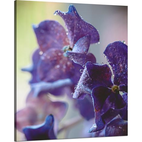 Lienzo impreso con diseño de hortensia (80x100 cm).