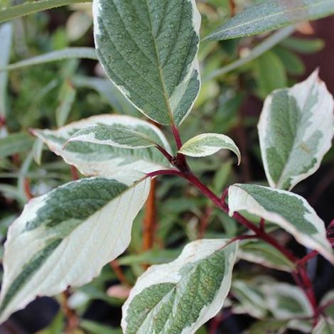 Cornouiller blanc 'sibirica Variegata' - 50-60 cm pot (1/4)