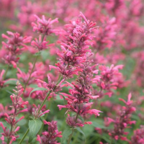 Agastache 'Red Fortune' Godet de 8/9 cm (1/3)