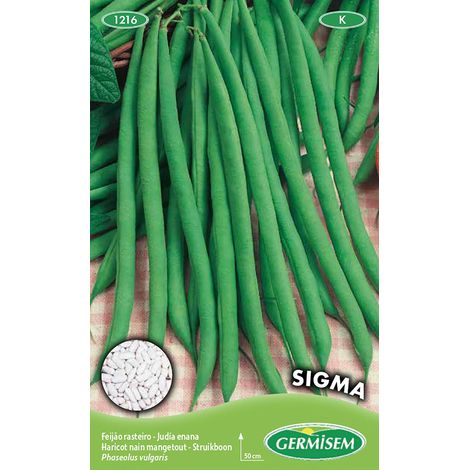 Graines Haricot nain mangetout SIGMA