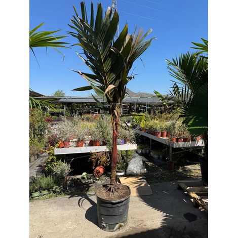 Areca vestiaria H 2 m vaso 45 – Palma tropicale a corona arancione foto reali