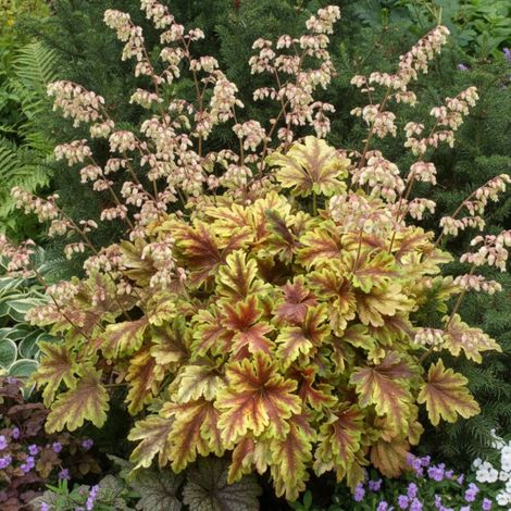 Heucherella Golden Zebra®/Godet