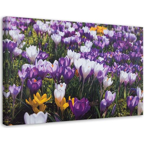 Cadre déco Crocus Fleurs Prairie Nature 60x40 (1/5)