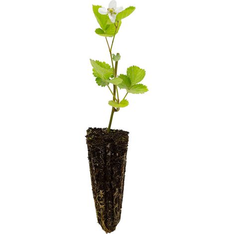 Rubus fruticosus cv. "Loch Ness" - more senza spine - alveolo forestale (1/2)
