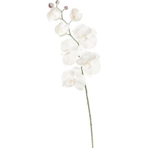 ARPIMEX Orchidea Phalaenopsis Innevata 70 Cm Bianco