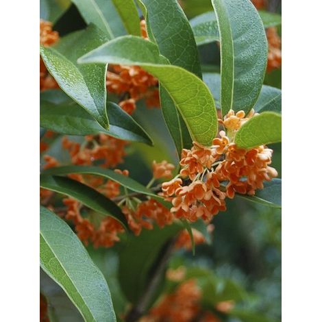 Osmanthe parfumé 'var. Aurantiacus.' Pot de 2L/3L