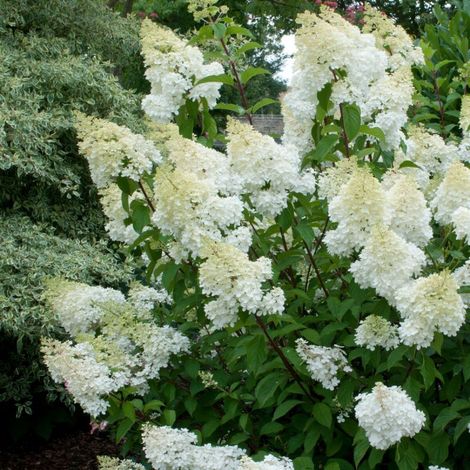 Hortensia paniculata Grandiflora, Hydrangea paniculata/Pot de 7,5L - 60/80 cm (1/2)