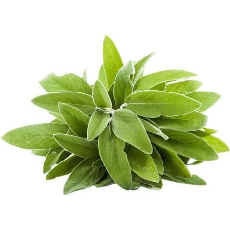 Graines en sachet hermétique, Qualité supérieure, Germination 95%, Instructions incluses, Made in Italy (SAUGE OFFICINALE) (1/5)