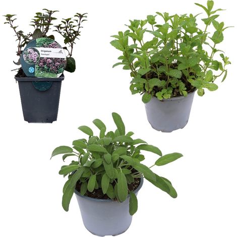 Mélange de plantes aromatiques - 3 plantes aromatiques - Sauge, Thym et Romarin (1/3)