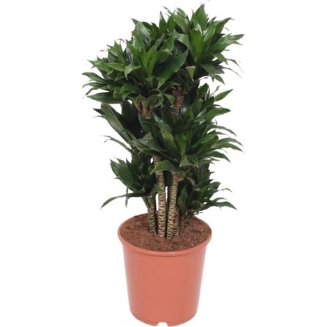 Dracaena Compacta Dragonnier Plante Verte d'Intérieur Dépolluante Ø24 cm Hauteur 80 cm - PANGIVO (1/4)