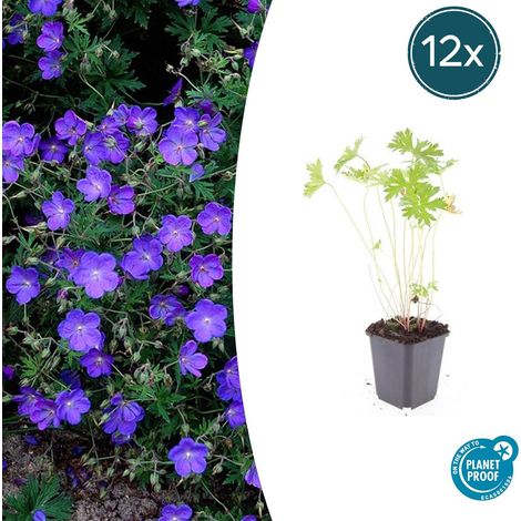 Lot de 12 Géraniums Vivaces Johnson's Blue Fleurs Bleues Couvre-sol Hauteur 10-25 cm Pot Ø 9 cm - PANGIVO (1/5)