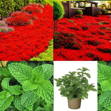 Kit aromatique – Thym rouge + Menthe – 10000+1000 – Vitalité – Jardin – Cuisine