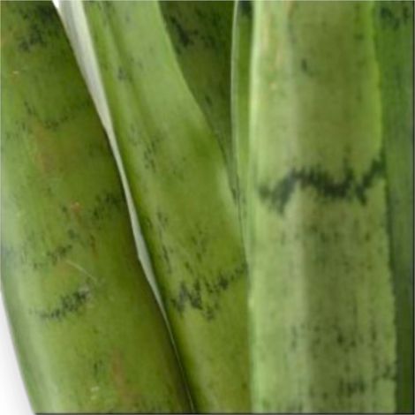 Gardenaria Sansevieria trifasciata 'Spearmint' - Pianta da interno ornamentale - Altezza: 55 cm (vaso 14) (1/5)