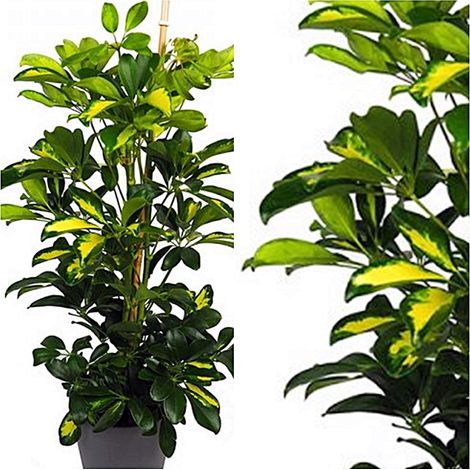 Planta Natural Schefflera Gold Capella. 120 Cm