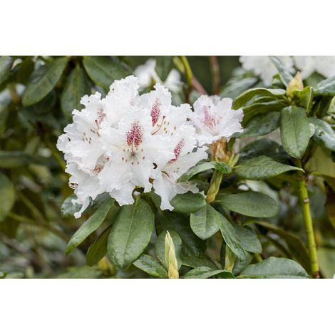 Rhododendron 'Schneeauge' Rhododendron Hybr.'Schneeauge' C 5 30- 40 (1/5)