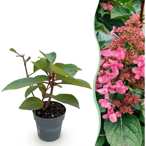 Hortensia Paniculé Hydrangea Living Infinity Blanc Arbuste de Jardin 1 Plante Pot 12cm 20-30cm - PANGIVO (1/5)