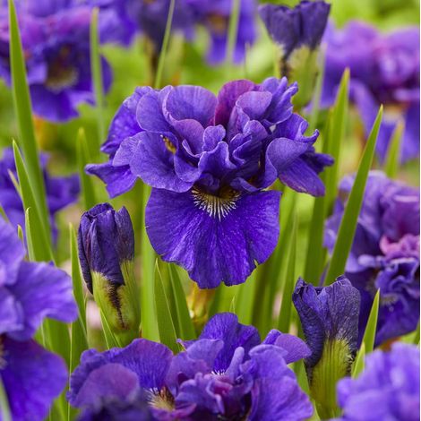 Iris de Sibérie 'Concord Crush' Pot de 1,5L/2L (1/2)