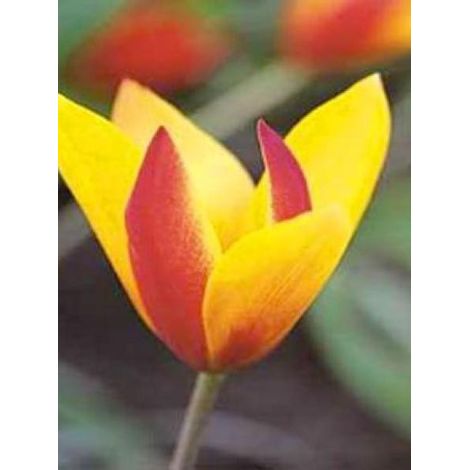 Tulipe botanique 'Chrysantha' Bulbe calibre 6+ (par 20) (1/2)
