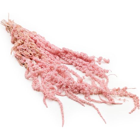 Amaranto estabilizado - Amaranto - Rosa