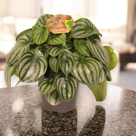 Gardenaria Peperomia argyreia - Pianta da interno ornamentale - Altezza: 20 cm (vaso 12) (1/5)