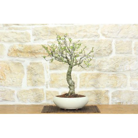 Bonsai di Ciliegio Selvatico (163) (1/5)