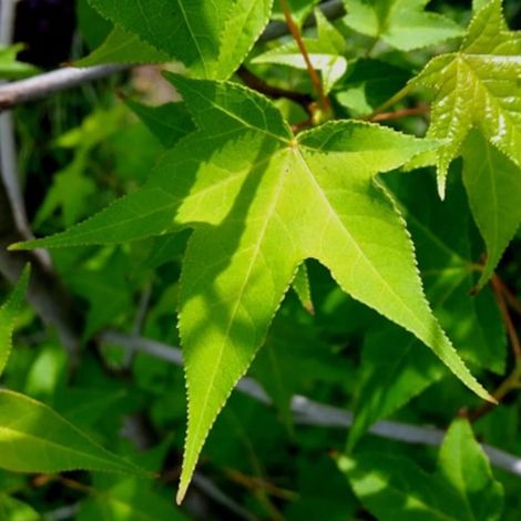 Copalme d'Amérique M. foster, Liquidambar/Pot de 15L - Baliveau