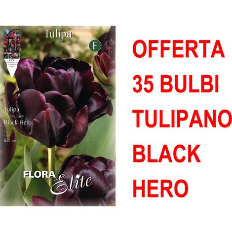 OFFERTA 35 BULBI TULIPANO A FIORE DOPPIO LATE BLACK HERO BULBS