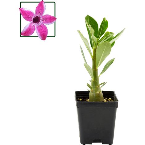 Adenium Obesum subs. somalense - rosa del deserto della Somalia - vaso quadro 7x7x8 cm (1/2)